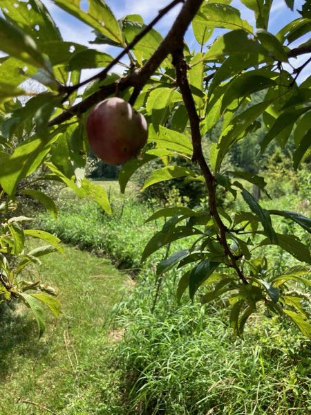 Berry Patch & Firefly Walk — American plum