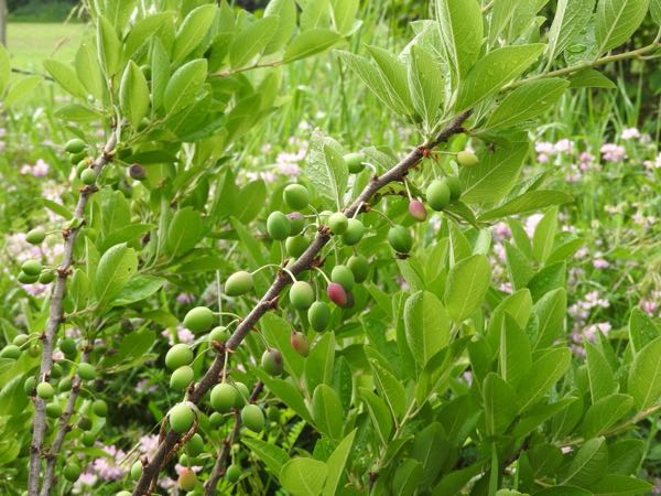 Berry Patch & Firefly Walk — Beach plums