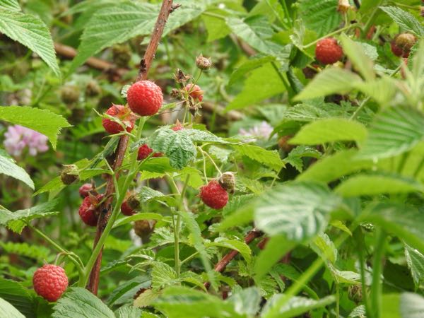 Berry Patch & Firefly Walk — Raspberries