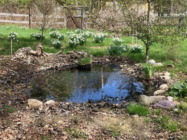 Frog Pond