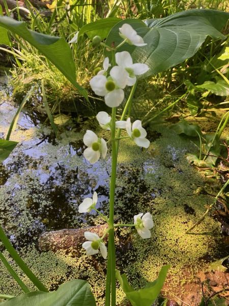 Frog Pond
