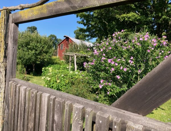 Grape Arbor