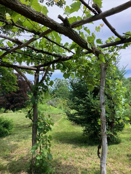 Grape Arbor