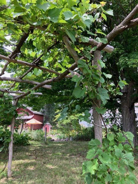 Grape Arbor