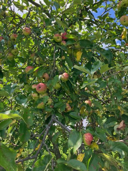 Orchard & Greenhouse — Apples