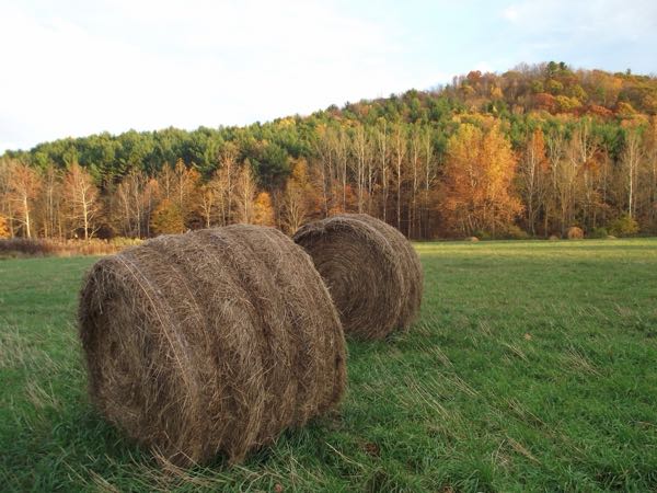 Hayfield & Walking Paths — Autumn