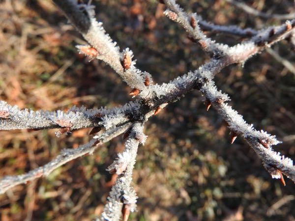 Hedgerow — Winter