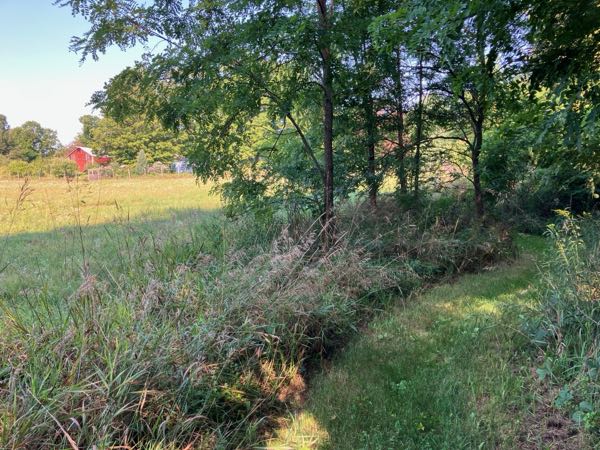 Hedgerow