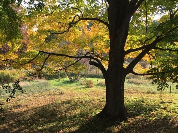 Sugar Maples — Autumn
