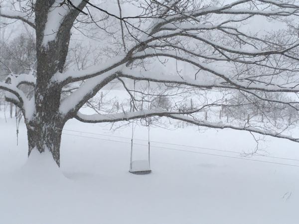 Sugar Maples — Winter