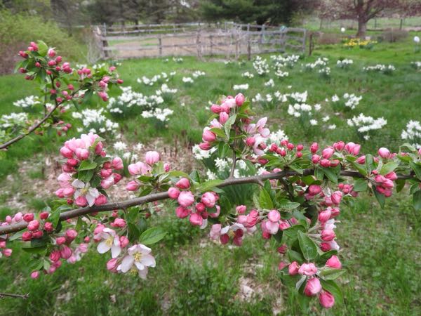 Vegetable Gardens — Spring