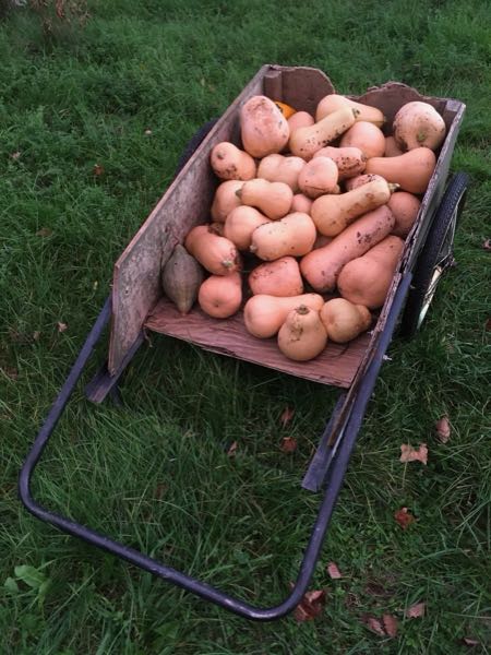 Vegetable Gardens — Squash