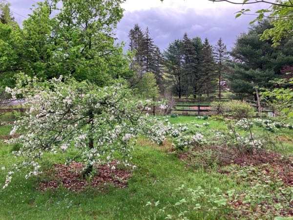 Vegetable Gardens