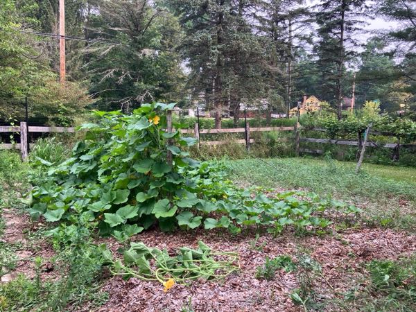 Vegetable Gardens