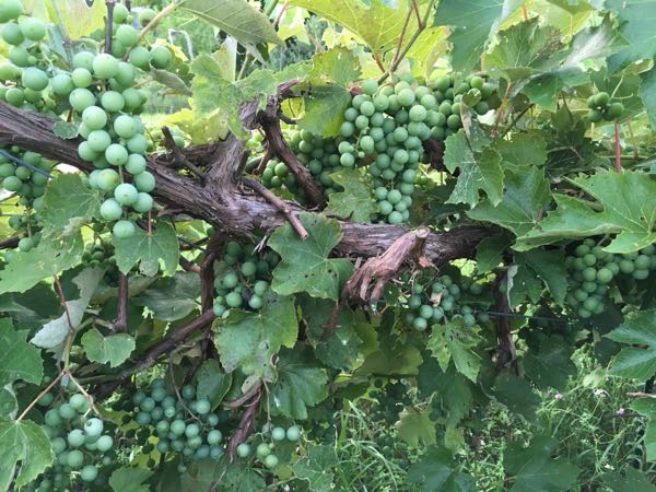 Vineyard