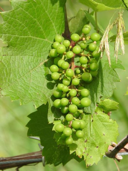 Vineyard