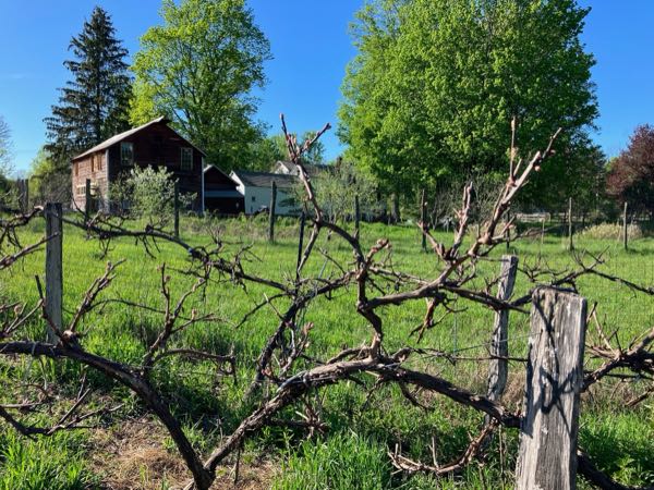 Vineyard — Spring